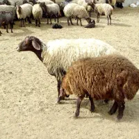 گوسفدباچک صیادی چهاره ماهه به فروش میرسد