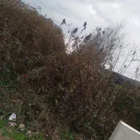 چمن زنیی .علفزنیی .لیی زنیی .‌تمشکزنیی