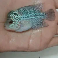 ماهی فلاور کامفا میکس