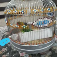 طوطی برزیلی|پرنده|اسلامشهر, شهرک انبیا|دیوار