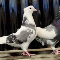 جفت ابلغ تیک پاره