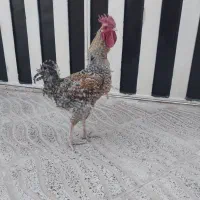 خروس فروشی ۱۵۰۰۰۰۰۰