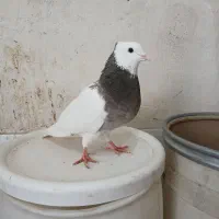 کلفه بیز ککیل ۸۰۰|پرنده|اردبیل, |دیوار