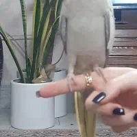 عروس هلندی جوان لوتینیو کاملا دستی|پرنده|شاندیز, |دیوار