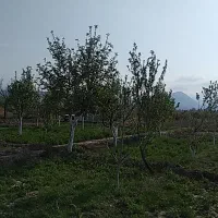 باغ ۶۰۵ متری