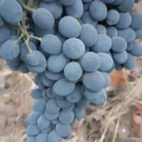 فروش انگور سیاه