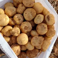 سیب زمینی  (سانته )403