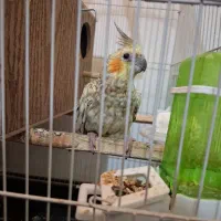 عروس هلندی .قیمت مقطوع۱۲۰۰|پرنده|اندیمشک, |دیوار