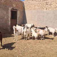 ۱۶ عدد بز پاکستانی شیرا بدرد بخور|حیوانات مزرعه|نطنز, |دیوار