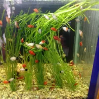 ۱۰نژاد ماهی رنگین کمان رسید|ماهی|اردبیل, |دیوار