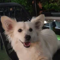 سگ تریر داشهوند تربیت شده فهمیده|سگ|سیرجان, |دیوار