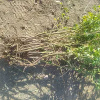 نهال پاجوش گل محمدی