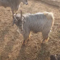 فروش کهره نر|حیوانات مزرعه|دیلم, |دیوار
