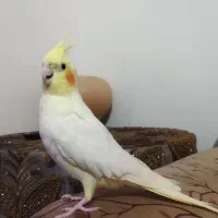 عروس هلندی گم شده