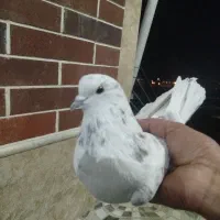 کبوتر پرشی|پرنده|بافت, |دیوار