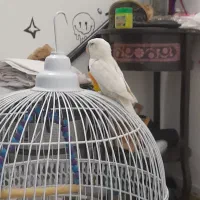 طوطی کوتوله دستی