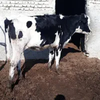 کود گاوی خالص