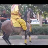 اسب نریون ابرش|اسب و تجهیزات اسب‌سواری|خمینی‌شهر, |دیوار