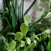 فروش تمام گل ها|گل و گیاه طبیعی|شاهین‌شهر, حافظ شمالی|دیوار