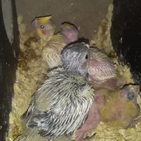 جوجه عروس