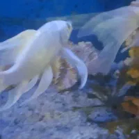 ماهی کوی پلاتینیوم شورت بادی وارداتی