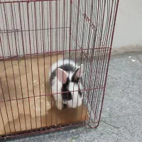 خرگوش