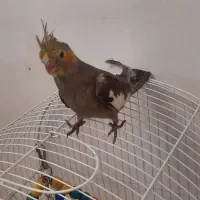 جوجه عروس هلندی|پرنده|قرچک, میرزائی جنوبی|دیوار