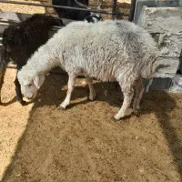 کهره وبره|حیوانات مزرعه|مرودشت, ده بید|دیوار