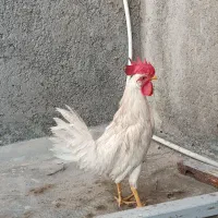 خروس
