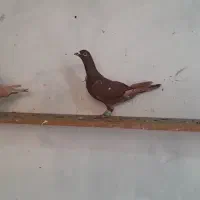 کبوتر پلاکی بزک سینه سفید میولمنز