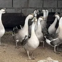 قوغاز اکراینی اصل|حیوانات مزرعه|ساری, |دیوار