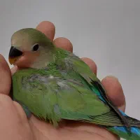 جوجه طوطی برزیلی دونه ای ۹۰۰ تومان