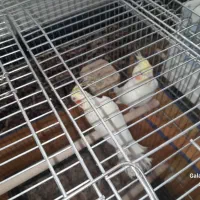 عروس هلندی.قناری.فنج