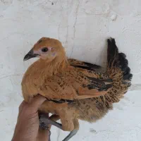 جوجه ۳ ماهه گلین عشایری نژاد گلپر بیضا|حیوانات مزرعه|شیراز, شهرک گلستان|دیوار