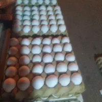 تخم مرغ تاریخ فول