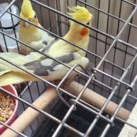 عروس هلندی|پرنده|بانه, |دیوار