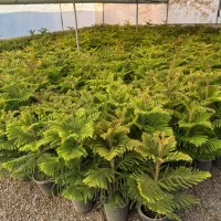 گل و گیاه اپارتمانی کاج مطبق محلات