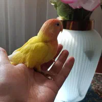 جوجه برزیلی تازه دونخور و سرلاکی|پرنده|تهران, صادقیه|دیوار