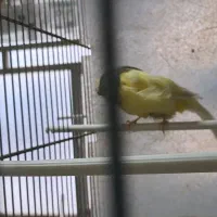 کرست نر|پرنده|قزوین, |دیوار