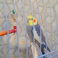مرغ مینا و عروس هلندی|پرنده|گرگان, |دیوار