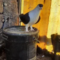 ساده افغانی