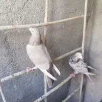 سه عدد کبوتر نامور اس|پرنده|کنگاور, |دیوار