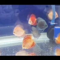 ماهی دیسک|ماهی|امیدیه, |دیوار