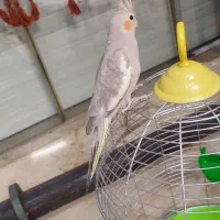 عروس هلندی سه ماه