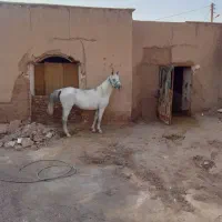 اسب|اسب و تجهیزات اسبسواری|رفسنجان, |دیوار