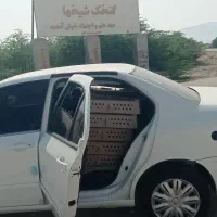 فروش جوجه محلی درجه یک