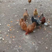 مرغ محلی همه جوجه های پارسال اند