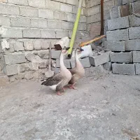 قوغاز آفریقایی اصل یک جفت نر ماده کرچ شو وتخم گذار