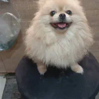 پامرانین نرخرسی