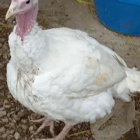 بوقلمون گوشتی